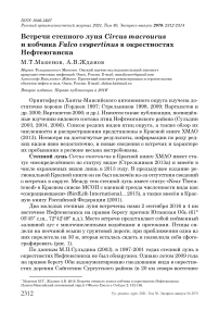 Встречи степного луня Circus macrourus и кобчика Falco vespertinus в окрестностях Нефтеюганска