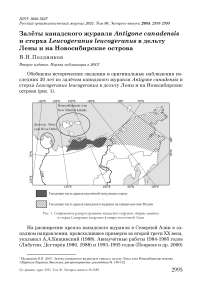 Залёты канадского журавля Antigone canadensis и стерха Leucogeranus leucogeranus в дельту Лены и на Новосибирские острова