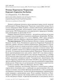 Птицы Карачаево-Черкесии: бородач Gypaetus barbatus