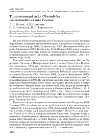 Толстоклювый зуёк Charadrius leschenaultii на юге России