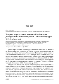 Встреча корольковой пеночки phylloscopus proregulus на южной окраине санкт-петербурга