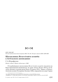 Шилоклювка recurvirostra avosetta в аггёльском заповеднике