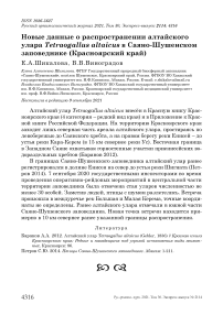 Новые данные о распространении алтайского улара tetraogallus altaicus в саяно-шушенском заповеднике (красноярский край)