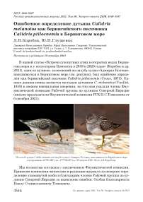 Ошибочное определение дутыша calidris melanotos как берингийского песочника calidris ptilocnemis в беринговом море