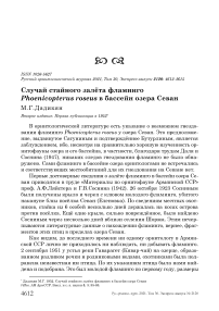 Случай стайного залёта фламинго phoenicopterus roseus в бассейн озера севан