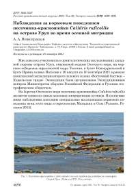 Наблюдения за кормовым поведением песочника-красношейки calidris ruficollis на острове уруп во время осенней миграции