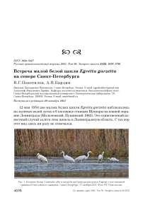Встреча малой белой цапли egretta garzetta на севере санкт-петербурга