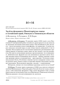 Залёты фламинго phoenicopterus roseus в алтайский край, омскую и тюменскую области