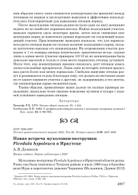 Новая встреча мухоловки-пеструшки ficedula hypoleuca в иркутске