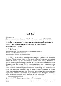 Необычно многочисленная миграция большого баклана phalacrocorax carbo в иркутске весной 2021 года