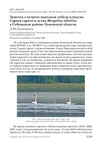 Заметка о встрече выводков лебедя-кликуна cygnus cygnus и лутка mergellus albellus в себежском районе псковской области