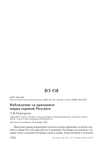 Наблюдение за прятанием корма сорокой pica pica