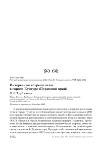 Интересные встречи птиц в городе кунгуре (пермский край)