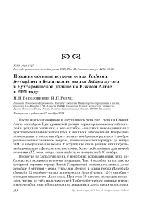 Поздние осенние встречи огаря tadorna ferruginea и белоглазого нырка aythya nyroca в бухтарминской долине на южном алтае в 2021 году