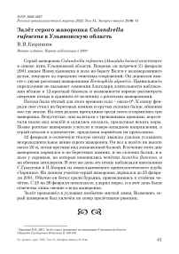 Залёт серого жаворонка calandrella rufescens в ульяновскую область