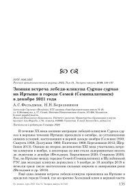 Зимняя встреча лебедя-кликуна cygnus cygnus на иртыше в городе семей (семипалатинск) в декабре 2021 года