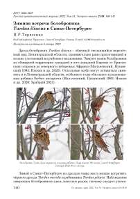 Зимняя встреча белобровика turdus iliacus в санкт-петербурге