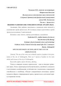 Видовое разнообразие тополей в городе Архангельск