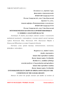 Энтомокомплексы в посевах яровой пшеницы в условиях Самарской области