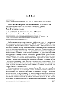 О нападении воробьиного сычика glaucidium passerinum на большого пёстрого дятла dendrocopos major