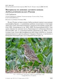 Материалы по зимовке лугового конька anthus pratensis на юге России