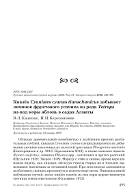 Князёк Cyanistes cyanus tianschanicus добывает личинок фруктового усачика из рода Tetrops из-под коры яблонь в садах Алматы