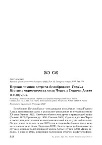 Первая зимняя встреча белобровика Turdus iliacus в окрестностях села Черга в Горном Алтае