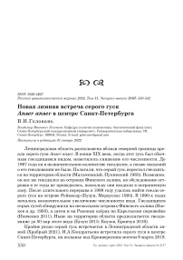 Новая зимняя встреча серого гуся Anser anser в центре Санкт-Петербурга