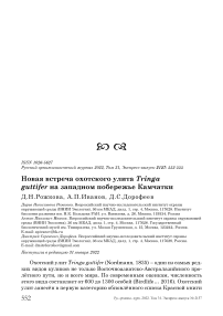 Новая встреча охотского улита Tringa guttifer на западном побережье Камчатки