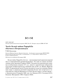 Залёт белой чайки Pagophila eburnea в Петрозаводск