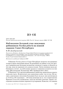 Наблюдение большой стаи зимующих рябинников Turdus pilaris на южной окраине Санкт-Петербурга