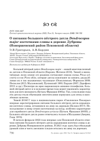 О питании большого пёстрого дятла Dendrocopos major косточками сливы в деревне Дубровы (Новоржевский район Псковской области)