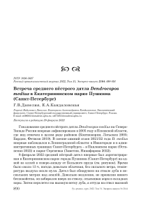 Встреча среднего пёстрого дятла Dendrocopos medius в Екатерининском парке Пушкина (Санкт-Петербург)