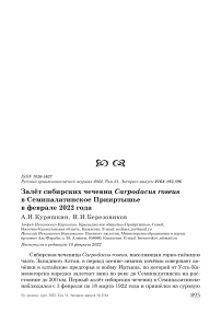 Залёт сибирских чечевиц Carpodacus roseus в Семипалатинское Прииртышье в феврале 2022 года