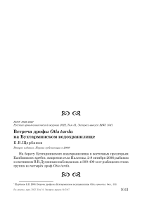 Встреча дрофы Otis tarda на Бухтарминском водохранилище