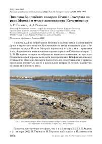 Зимовка белощёких казарок Branta leucopsis на реке Москве в музее-заповеднике Коломенское