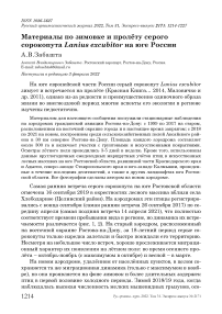 Материалы по зимовке и пролёту серого сорокопута Lanius excubitor на юге России