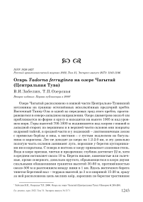 Огарь Tadorna ferruginea на озере Чагытай (Центральная Тува)