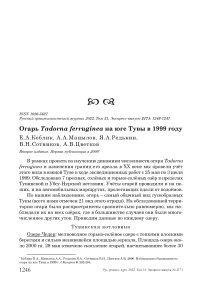 Огарь Tadorna ferruginea на юге Тувы в 1999 году