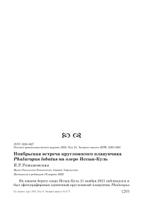 Ноябрьская встреча круглоносого плавунчика Phalaropus lobatus на озере Иссык-Куль