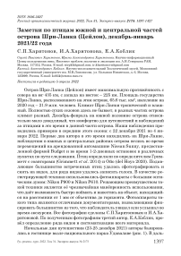 Заметки по птицам южной и центральной частей острова Шри-Ланка (Цейлон), декабрь-январь 2021/22 года