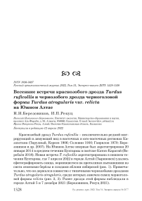 Весенние встречи краснозобого дрозда Turdus ruficollis и чернозобого дрозда черноголовой формы Turdus atrogularis var. Relicta на Южном Алтае