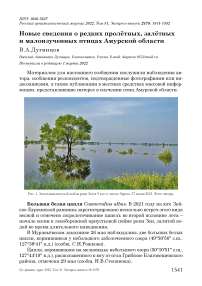 Новые сведения о редких пролётных, залётных и малоизученных птицах Амурской области