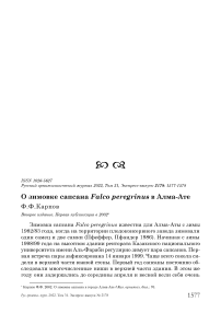 О зимовке сапсана Falco peregrinus в Алма-Ате