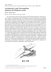 Алтайский улар Tetraogallus altaicus на Южном Алтае