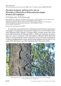 Летняя встреча трёхпалого дятла Picoides tridactylus в Павловском парке (Санкт-Петербург)