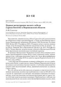 Первая регистрация малого лебедя Cygnus bewickii в Воронежской области