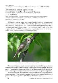 К биологии серой мухоловки Muscicapa striata в Северной Осетии