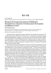 Встреча белокрылой крачки Chlidonias leucopterus в среднем течении реки Бухтармы на Южном Алтае