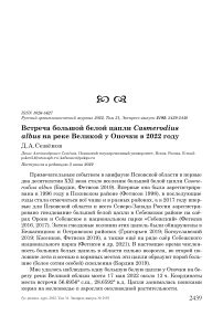 Встреча большой белой цапли Casmerodius albus на реке Великой у Опочки в 2022 году